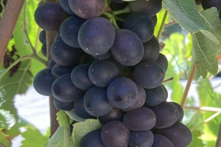 Wine Tours ( private ) 6 full hours . - Photo 1 of 25